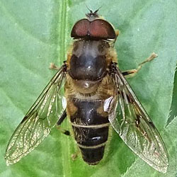 Eristalis pertinax